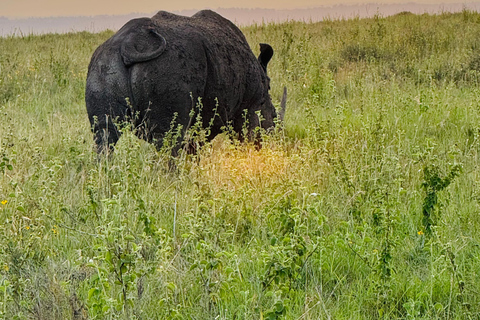Safari im Nairobi-Nationalpark mit Abholung und RücktransportSafari, Sheldrick&#039;s &amp; Giraffe Center: Private Option