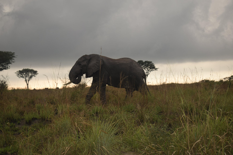 Parc des chutes de Murchison : safari de 3 jours avec le sanctuaire des rhinocéros de Ziwa