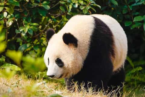 Canton : billet d'entrée officiel au zoo de Guangzhou avec pandas