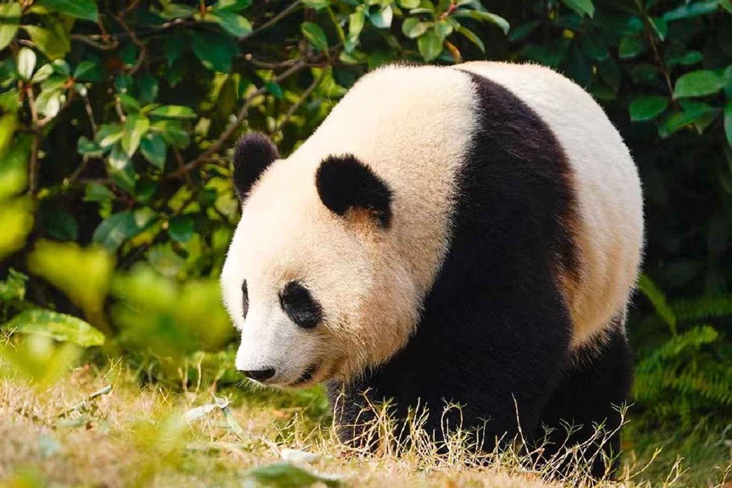 Guangzhou: Guangzhou Zoo Official Entry Ticket with Pandas