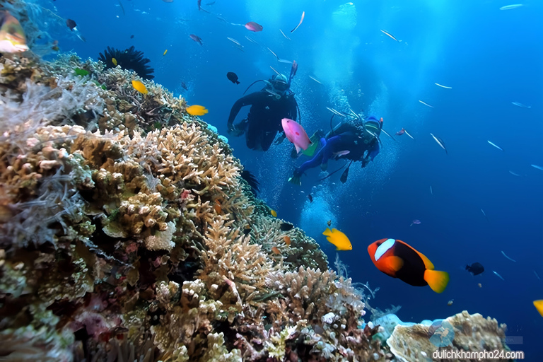 Visit Cham Islands & Snorkelling & Scuba Diving Group Tour