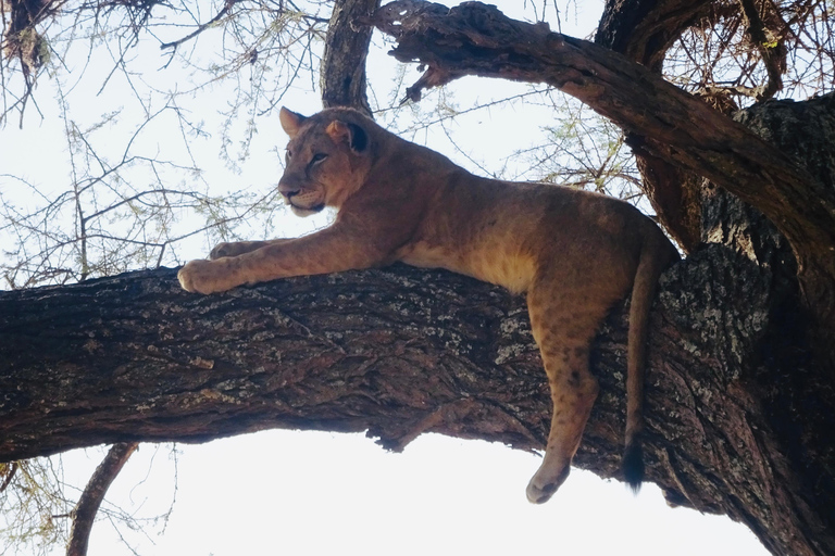 乌干达：3日游——默奇森瀑布与犀牛/黑猩猩追踪之旅乌干达：3日游，包含穆希逊瀑布和犀牛/黑猩猩徒步旅行