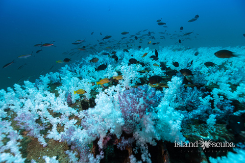 Colombo: Shipwreck Diving Experience within the city
