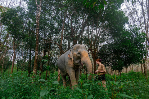 Khaolak : Commencez la journée avec les éléphants - Visite à pied et nourrissage