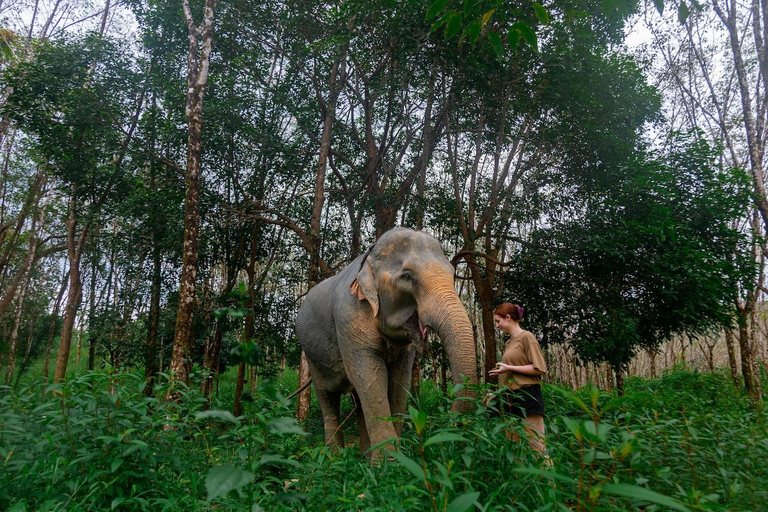 Khaolak: Empieza el día con elefantes - Recorrido a pie y dales de comer