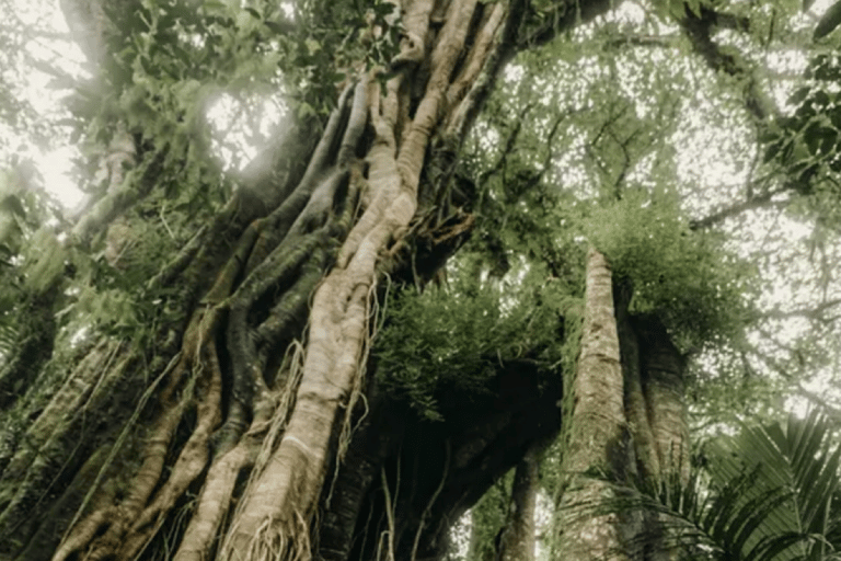 Munduk: Twin Lake Jungle Wandeling, Ulun Danu Tempel, &amp; WatervalTour met trefpunt bij Twin Lake, Munduk