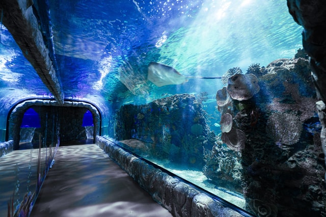 Mexico City: Inbursa Aquarium Ticket with VR Option