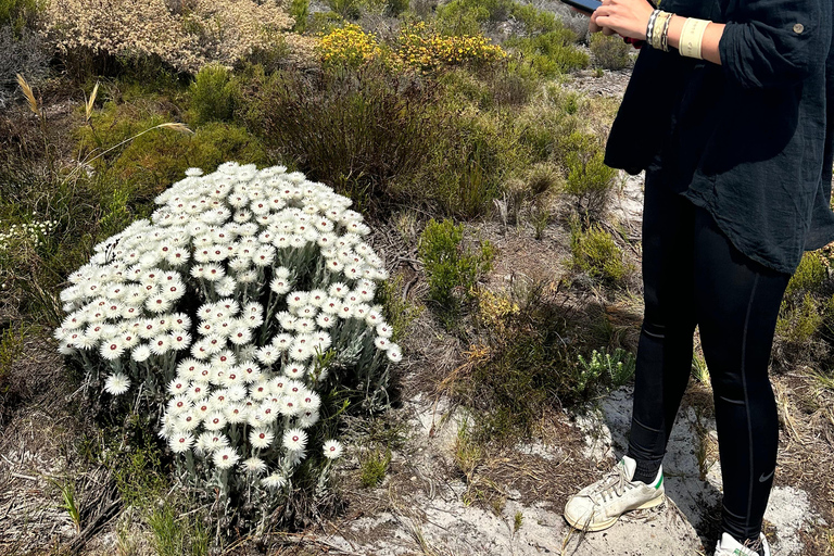 Kaapstad: Kaap de Goede Hoop &amp; Pinguïns Dagvullende tour met gids