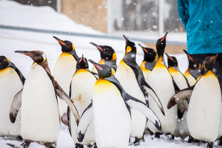 Asahiyama Zoo &amp; Bibai Snow Land Snow Play Experience