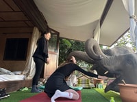 Chiang Mai, Good Morning Elephant de 2 jours et se trafic de la nuit - Housity