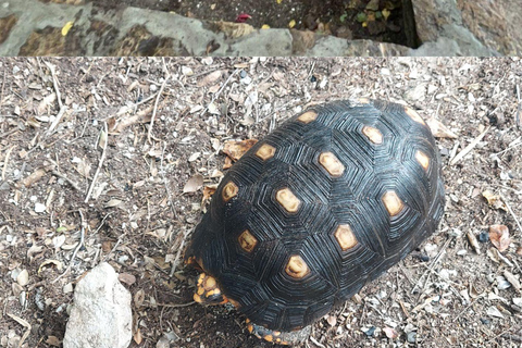St. John's Laviscount Island Giant Tortoises &Long Bay Beach