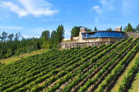 Gernika: Vineyard, Winery Tour, Txakolis & Basque Pairings