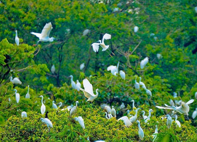 Can Tho: Bang Lang Stork Garden and Binh Thuy Temple Tour