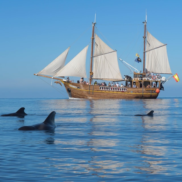 Los Gigantes: Dolphin & Whale Watching Tour on a Pirate Boat