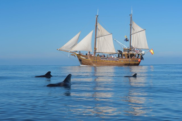 Visit Los Gigantes Dolphin and Whale Watching Tour with Drinks in Los Silos, Tenerife, España