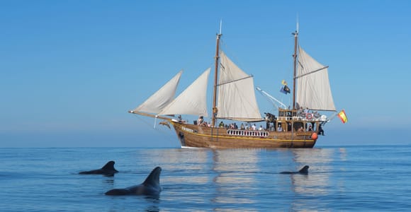Los Gigantes: Dolphin & Whale Watching Tour on a Pirate Boat