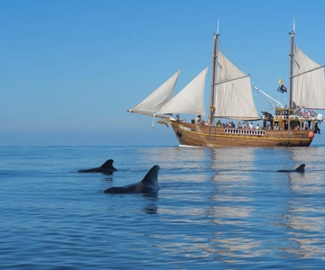 Los Gigantes: Dolphin & Whale Watching Tour on a Pirate Boat