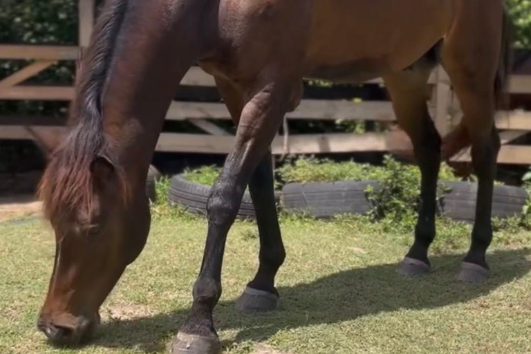St. Lucia: Private Horseback Riding Tour with Sandy Hoofs