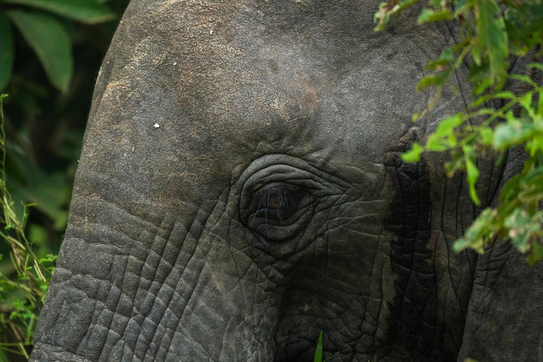 Depuis Zanzibar : Safari de nuit dans le Selous G.R. avec volssafari partagé