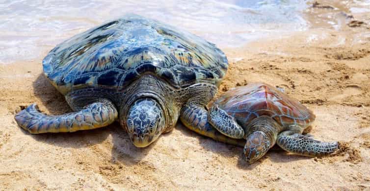 Bali : Turtle Conservation Center Tour option Release Turtle