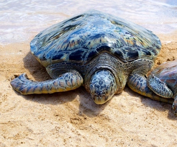 Bali : Turtle Conservation Center Tour option Release Turtle