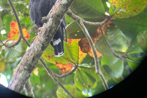 Cahuita naturlig vandringstur