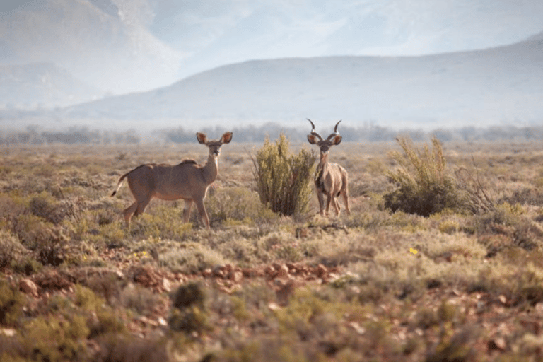 2-Day Inverdoorn Safari – Big Five Cape Town Experience