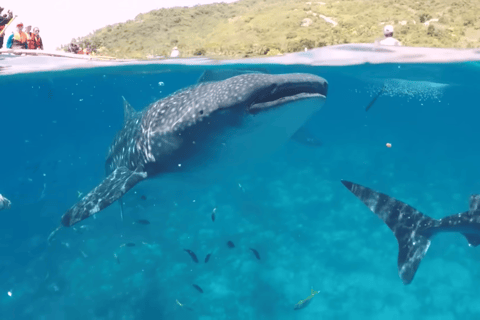 Cebu: Oslob Whale Shark, Simala Church & Ka Treasure Argao