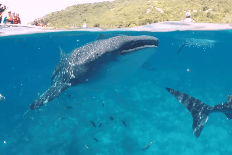 Cebu: Oslob Whale Shark, Simala Church & Ka Treasure Argao
