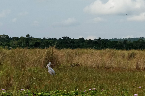 From Kampala: Mabamba Swamp Birding Half-Day Tour From Kampala: Mabamba Swamp Birding Day Tour
