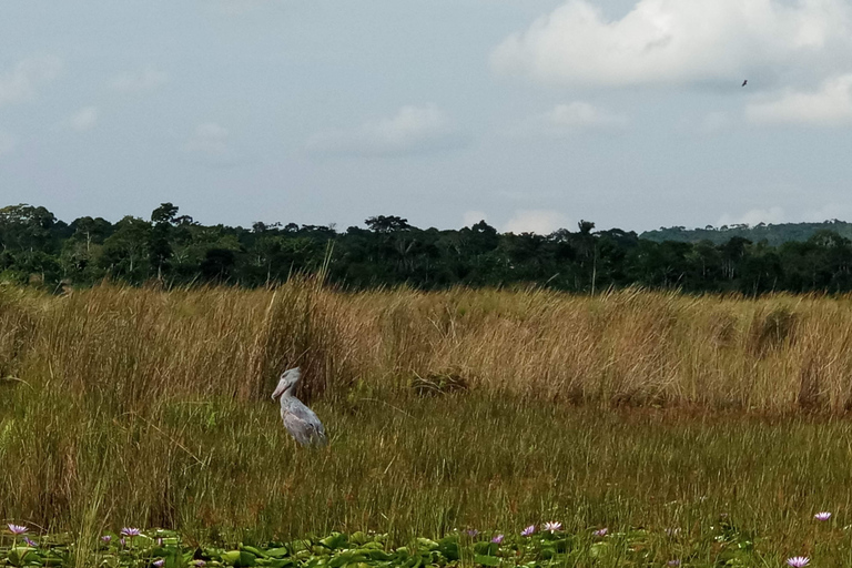 From Kampala: Mabamba Swamp Birding Half-Day Tour From Kampala: Mabamba Swamp Birding Day Tour