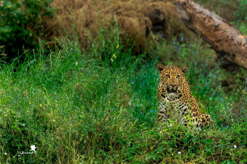 Jaipur: Jhalana Leopard Park Open Jeep Safari with Guide