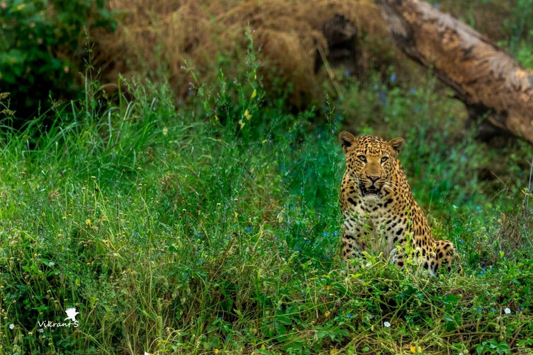 Jaipur: Jhalana Leopard Park Open Jeep Safari with Guide