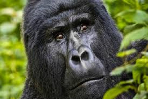 Entebbe: 4-Day Gorilla and Chimpanzee Trekking Tour