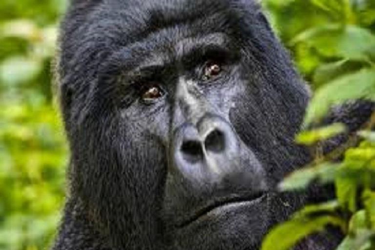 Entebbe: 4-Day Gorilla and Chimpanzee Trekking Tour