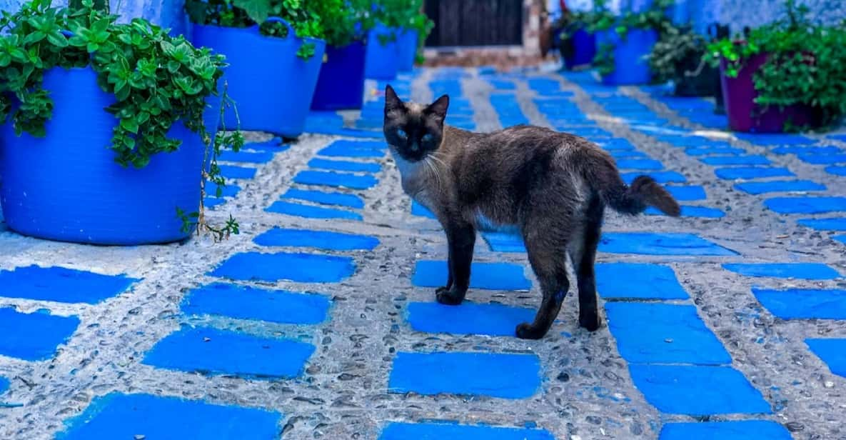 Von Fez Aus Chefchaouen Blaue Stadtf Hrung Getyourguide