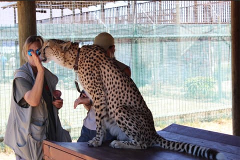 Cape Town: Cheetah Outreach and Winelands Day Tour