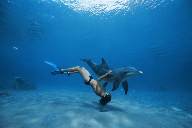 Hurghada: Excursión en barco a la Casa de los Delfines con snorkel
