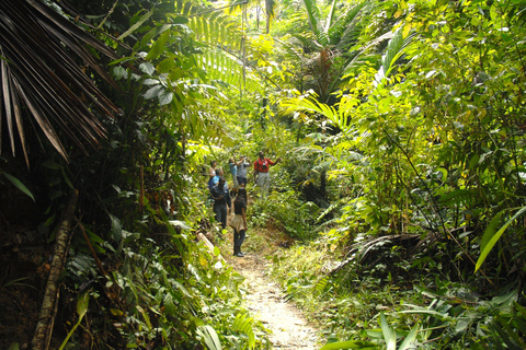 Tobago: Excursión a la Selva Tropical