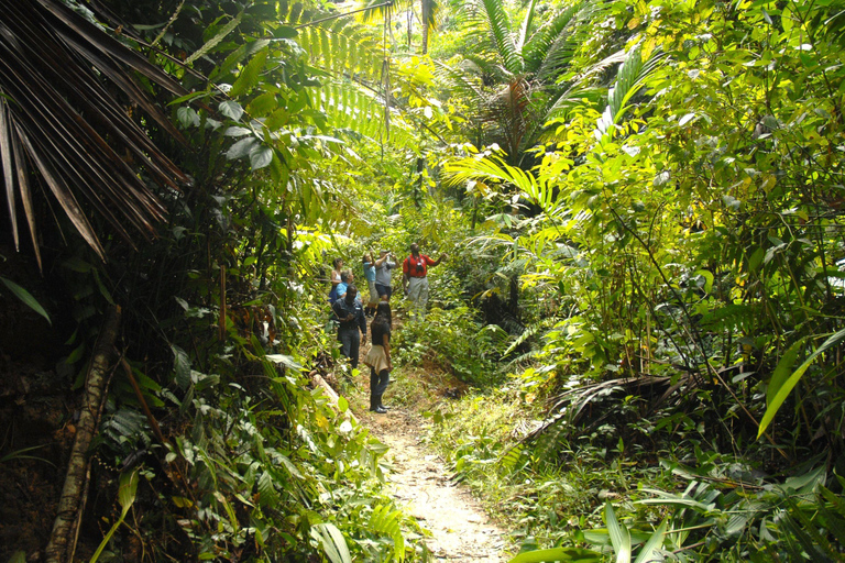 Tobago: Excursión a la Selva Tropical