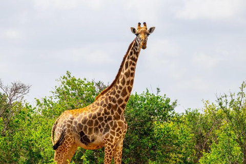 Mombasa/Diani: 3 Days Private Tsavo East & West Safari