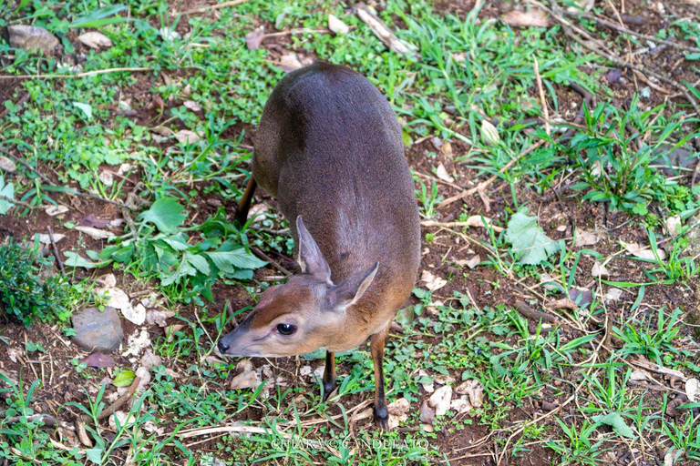 5 dias, Masai Mara, Lago Nakuru e Aberdare Ultimate Safari