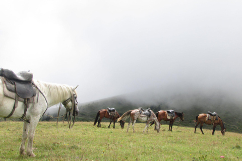 1 Day Horse Riding Adventure in Borjomi Mountains 1 day horse riding adventure in Borjomi National Park