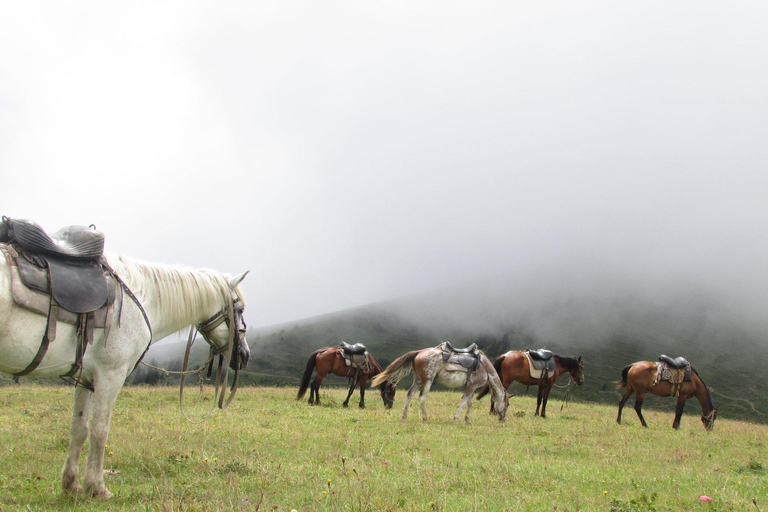 1 Day Horse Riding Adventure in Borjomi Mountains1 day horse riding adventure in Borjomi National Park