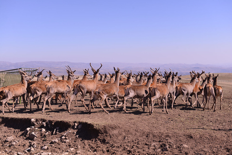 Von Baku aus: Safari Tour