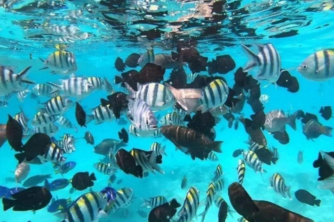 Zanzibar: Mnemba Dolphin Swim, Turtle Aquarium & Beach Trip TOUR WITHOUT HOTEL TRANSFER(PICK UP AND DROP OFF)
