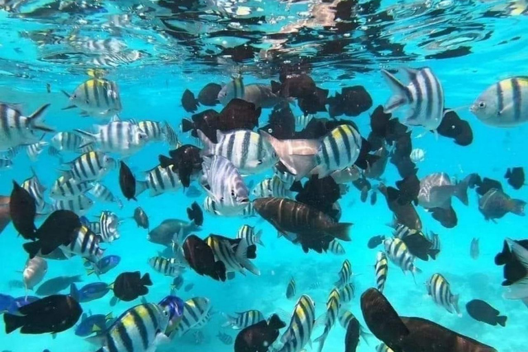 Zanzibar: Mnemba Dolphin Swim, Turtle Aquarium & Beach Trip TOUR WITHOUT HOTEL TRANSFER(PICK UP AND DROP OFF)