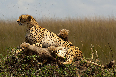 Nairobi: 4-dagars safari med guide i Amboseli, Tsavo West och East