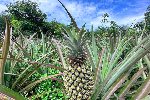 Ao Nang: Crystal Pool Kajak, ATV und Ananas Farm Tour1-stündige ATV-Fahrt