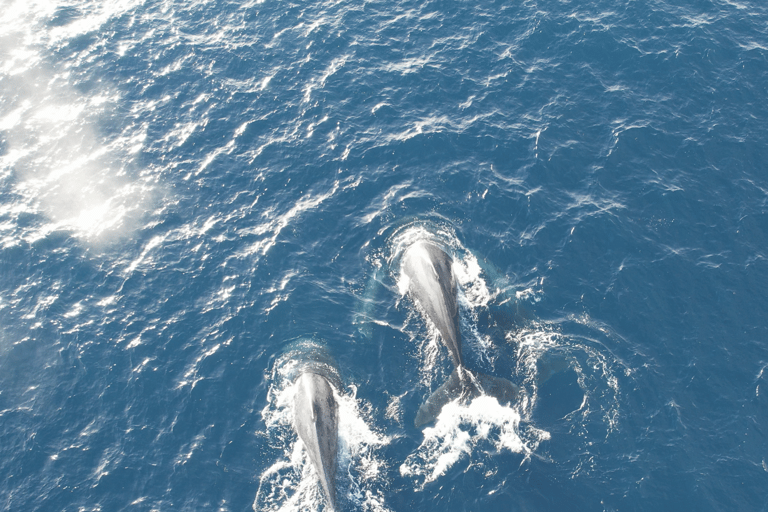 Honolulu: Private Waikiki Boat Cruises for up to 6 People